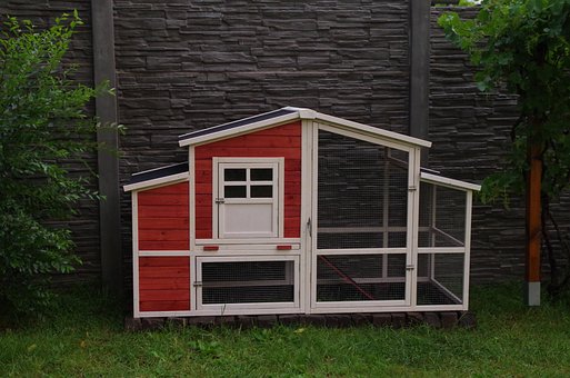 Hønsehus, Moderne, Høns, Gården, Avl