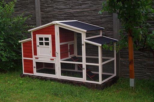 Hønsehus, Moderne, Høns, Gården, Avl