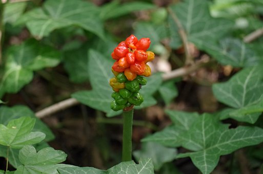 Cuckoopint, Bær, Arum Maculatum, Natur
