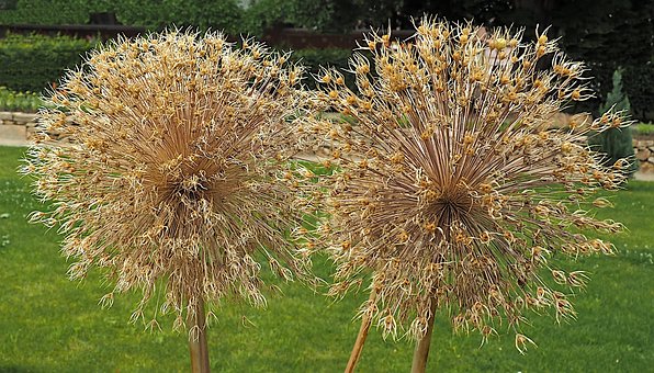 Free Decorative Garlic Allium photo and picture