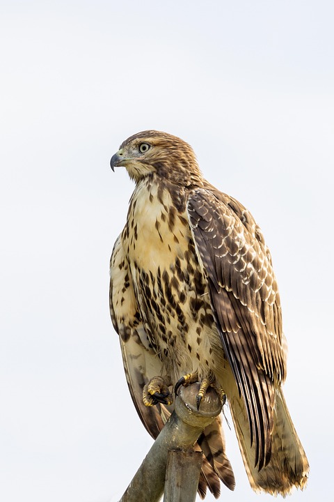 Hawk Wildlife Bird - Free photo on Pixabay