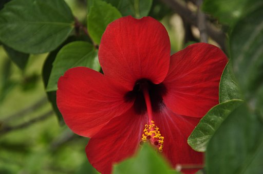Free Flower Nature photo and picture