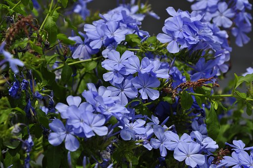 Free Flowers Blue photo and picture