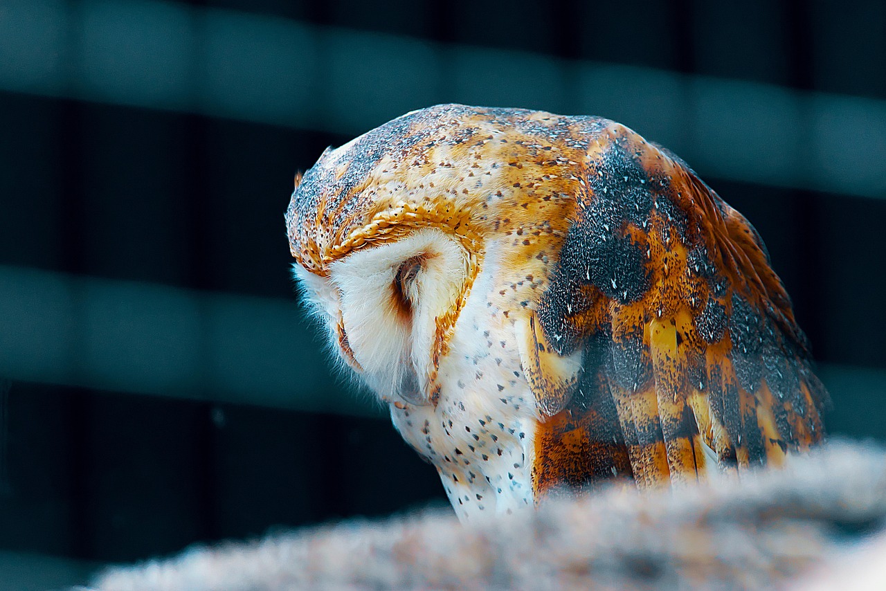https://cdn.pixabay.com/photo/2022/07/29/20/59/owl-7352629_1280.jpg