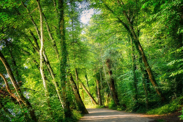 Deciduous Path Path Trees Deciduous Forest - Free photo on Pixabay