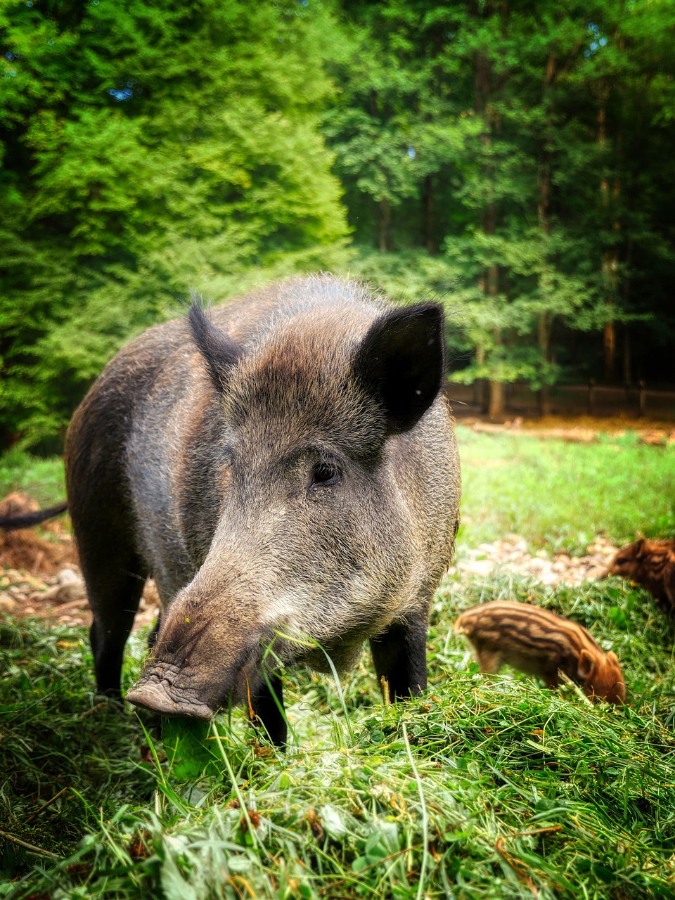 Wildschwein Ferkel Wildschwein Ferkel
