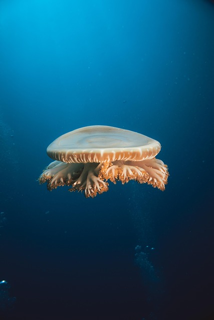 Free Ocean Jellyfish photo and picture