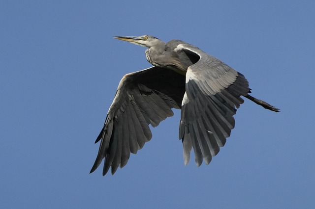 Free Grey Heron Bird photo and picture