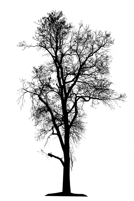 Free Transparent Tree illustration and picture