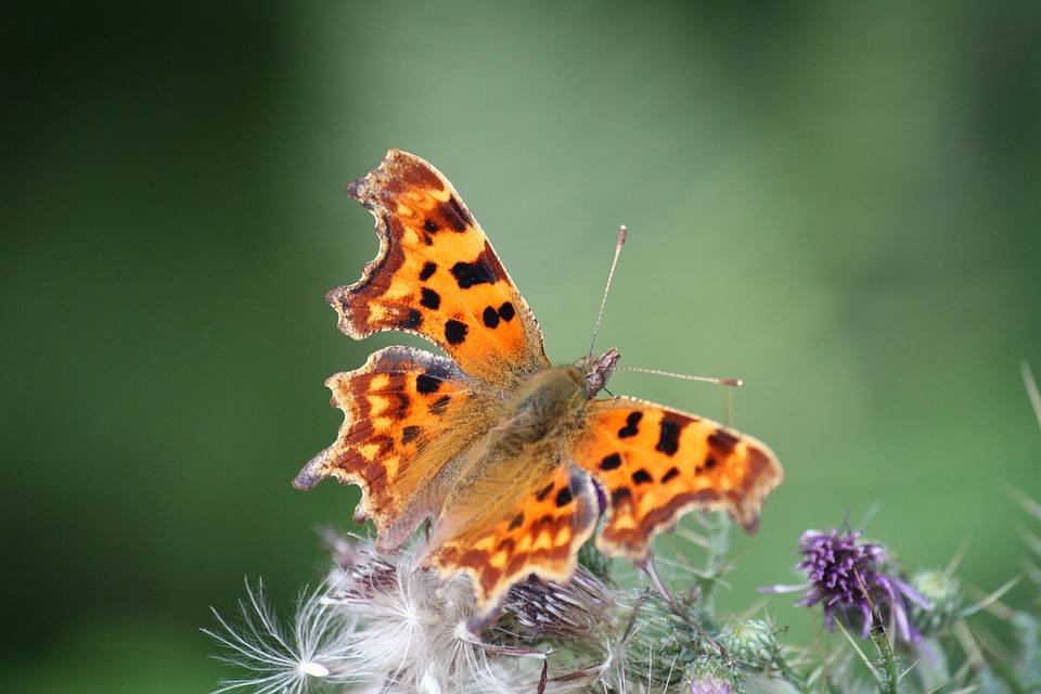 Comma Uk Insect Butterfly Insect Comma - Free photo on Pixabay - Pixabay