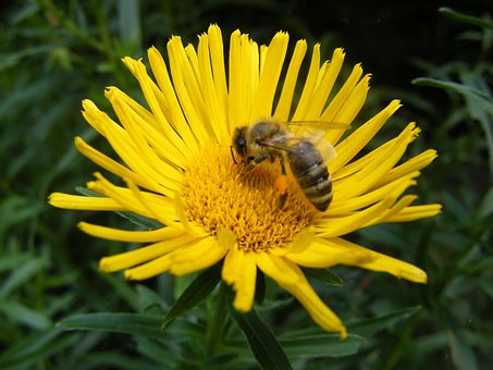 Free Flower Bee photo and picture
