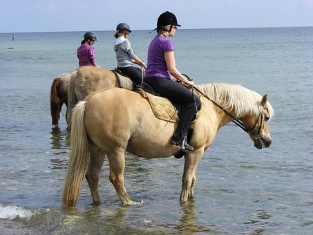 Free Horse Riding Horses photo and picture