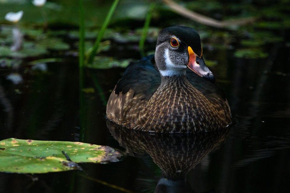 duck-7353684_960_720.jpg