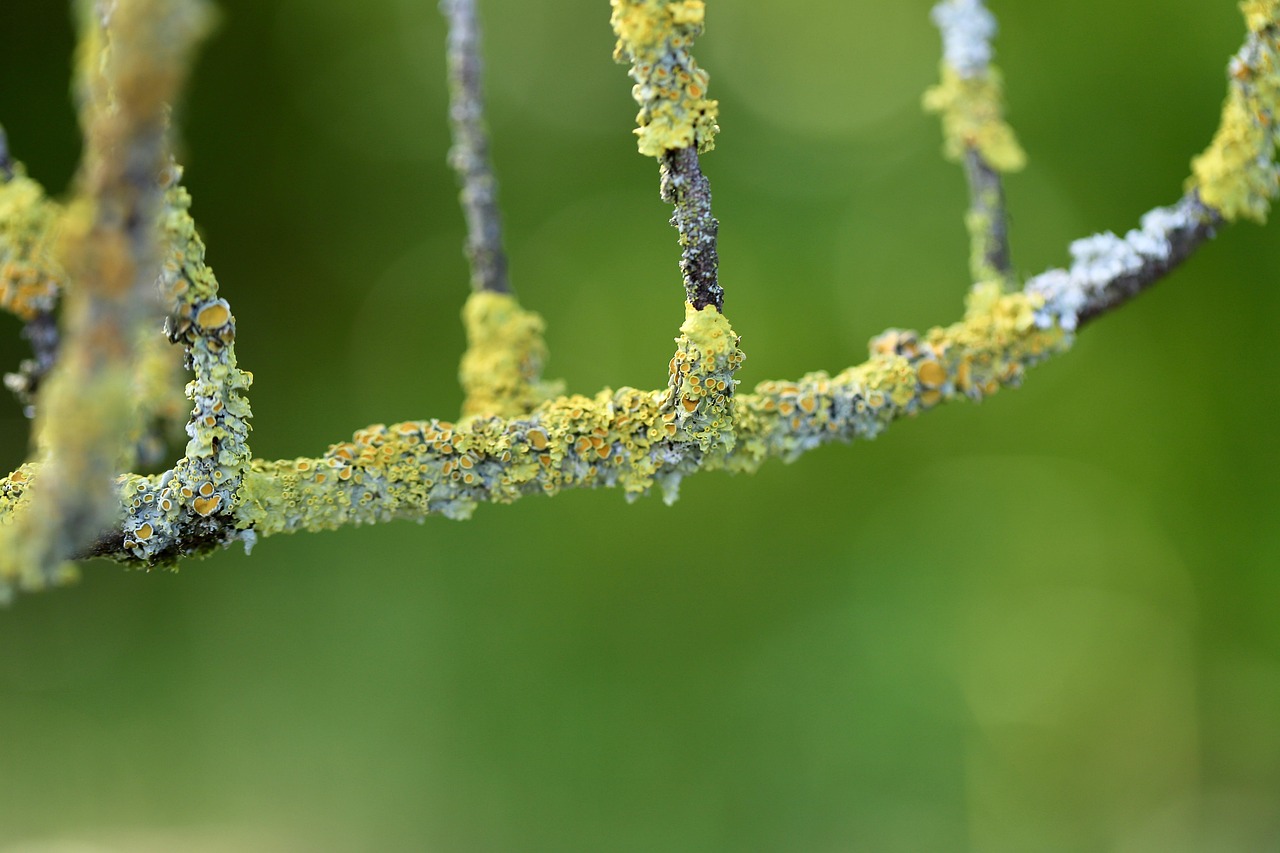 짜다 나뭇 가지 노란 이끼 Xanthoria Parietina - Pixabay의 무료 사진 - Pixabay