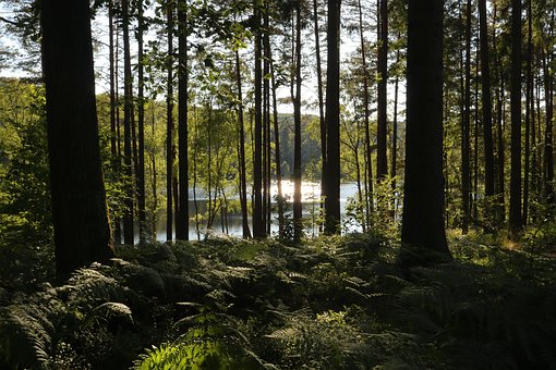 Free Forest Lake photo and picture