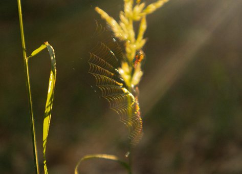 Free Spider Web photo and picture