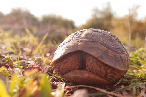 Free Turtle Animal photo and picture