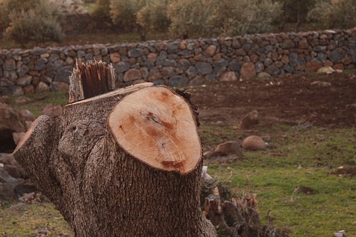 Free Cut Tree Climate Change photo and picture
