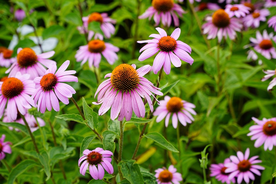 coneflower-7354233_960_720.jpg