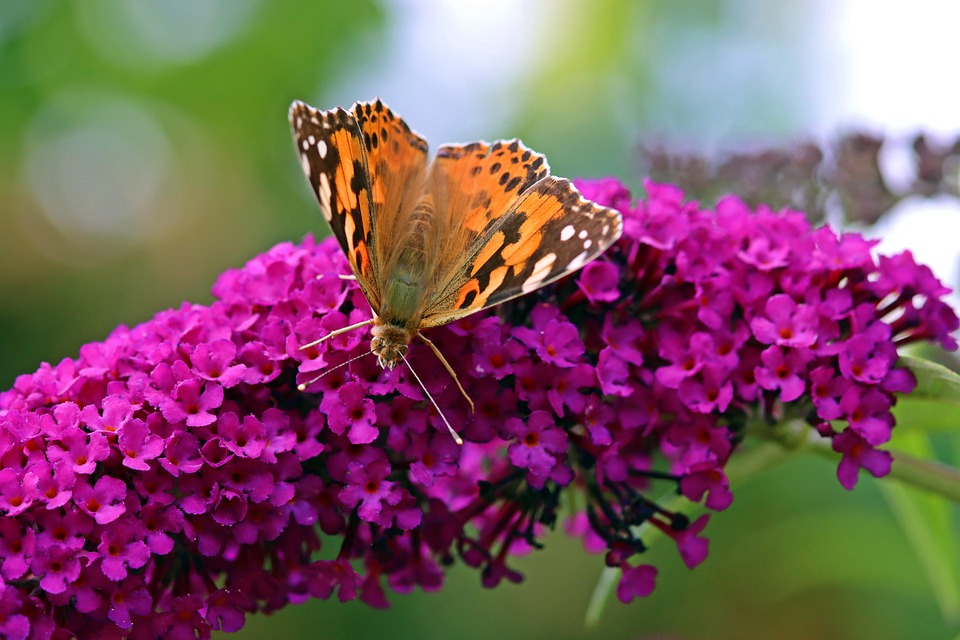 painted-lady-butterfly-7354240_960_720.j