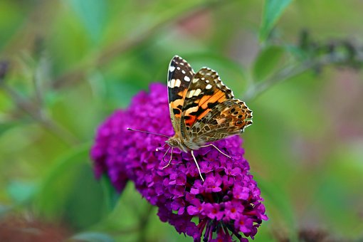 Malet Dame Sommerfugl, Smukke Blomster