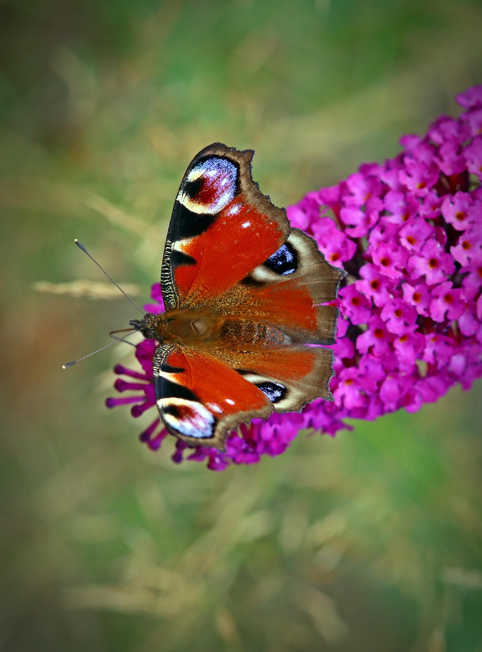 Peacock Butterfly Insect Free photo on Pixabay Pixabay