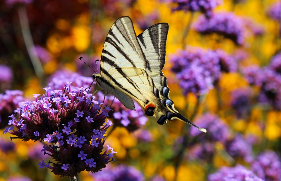 scarce-swallowtail-butterfly-7354325_960