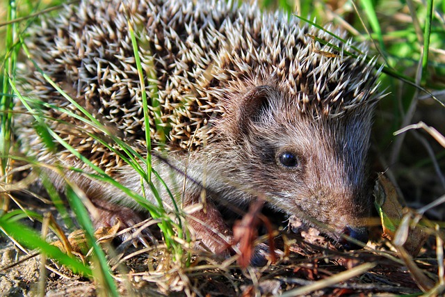Porco Espinho, Animal