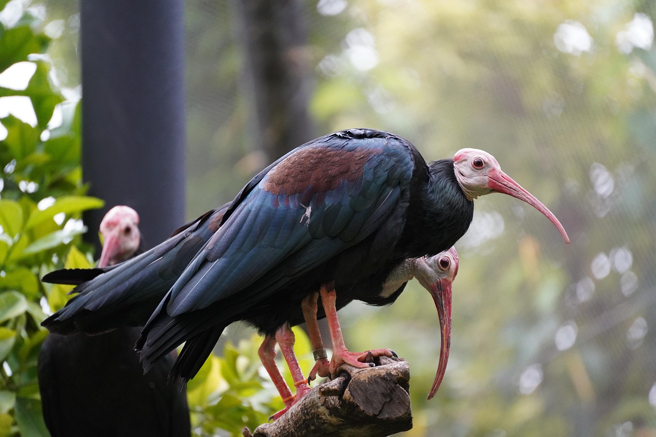 30 000 Free Ibis Bird Ibis Images Pixabay 30 000 Free Ibis Bird Ibis Images Pixabay