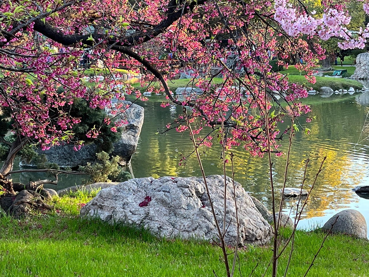Cherry Trees Flowers Free photo on