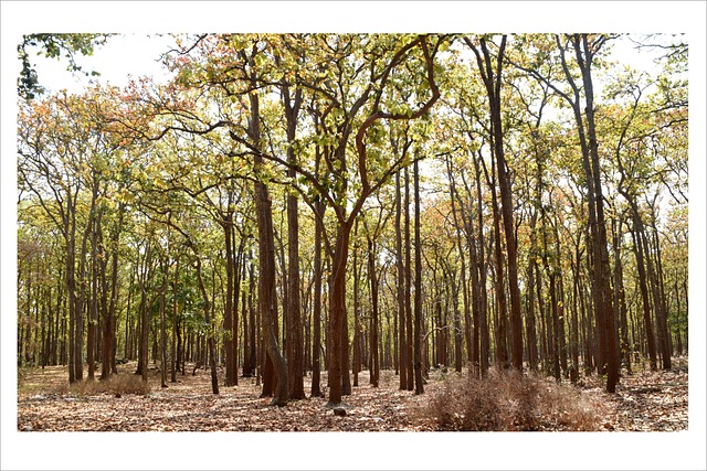 Free Forest Tree photo and picture
