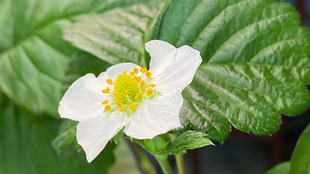 Free Strawberry Flower Background photo and picture