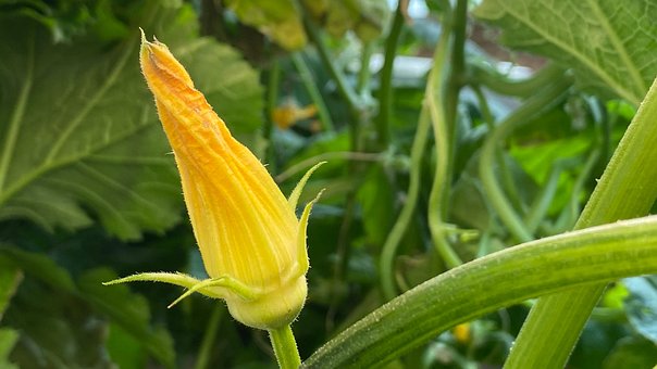 Free Zucchini Flower photo and picture