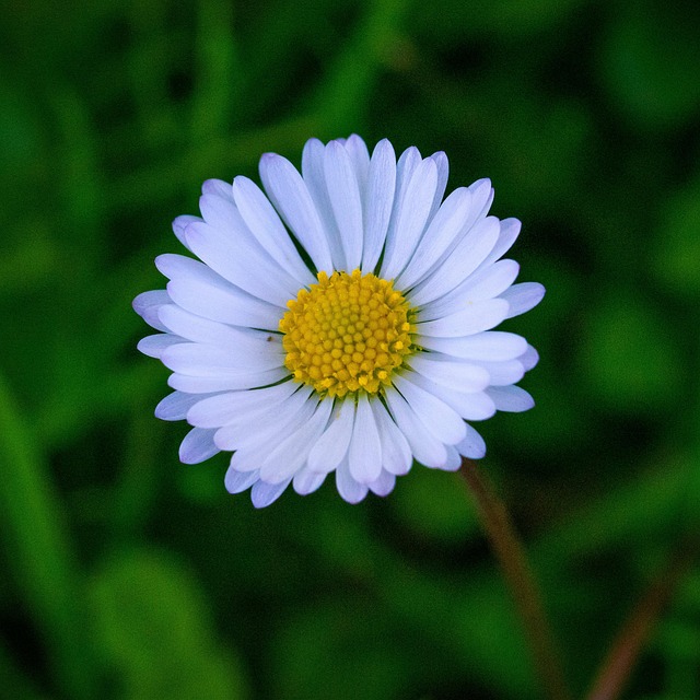 Free Flower White Flower photo and picture