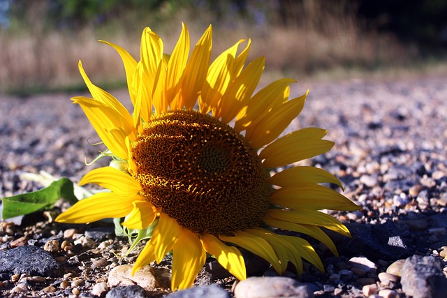 Free Sunflower Flower photo and picture