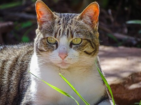 Katze, Draußen, Haustier, Katzen, Tier