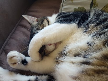 Katze, Haustier, Schläfrige Katze