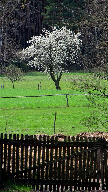 Free The Fence Tree photo and picture
