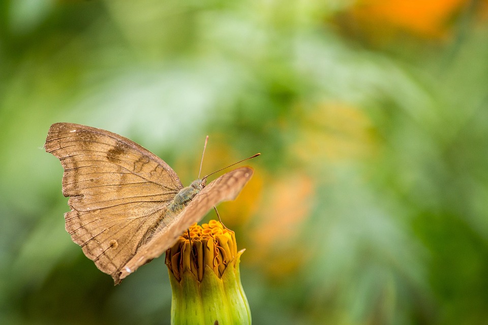 insect-7355934_960_720.jpg