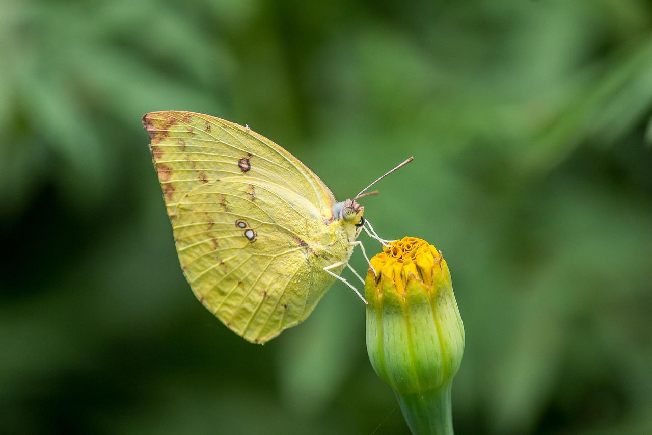 insect-butterfly-flower-free-photo-on-pixabay-pixabay