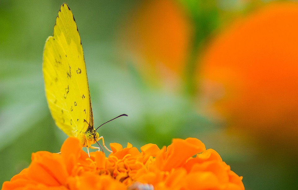 insect-7355956_960_720.jpg