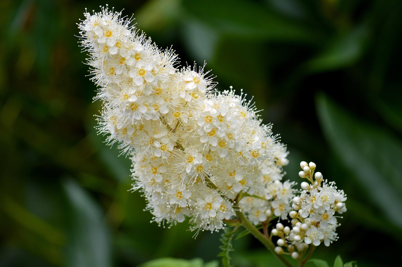 cherry laurel, laurel cherry, ornamental shrub, evergreen, laurel, shrub, leaves, blossom, bloom, plant, green, garden, inflorescence, spring, nature