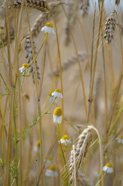 grain-7356239_960_720.jpg