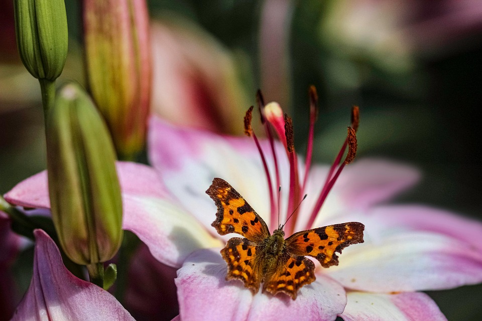 butterfly-7356273_960_720.jpg