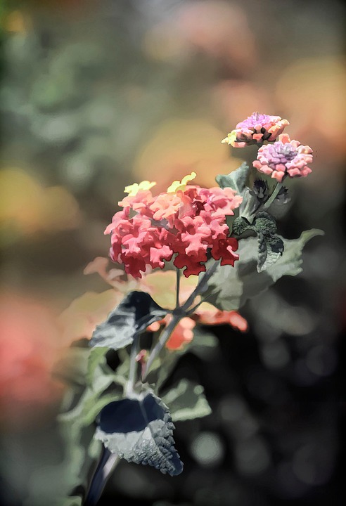 flowers-7356289_960_720.jpg