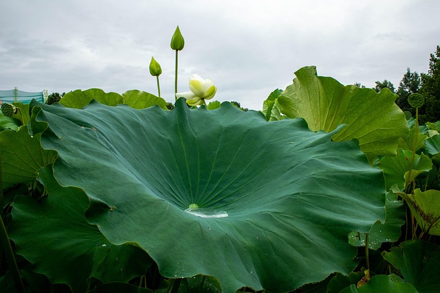 Free Lotus Nature photo and picture