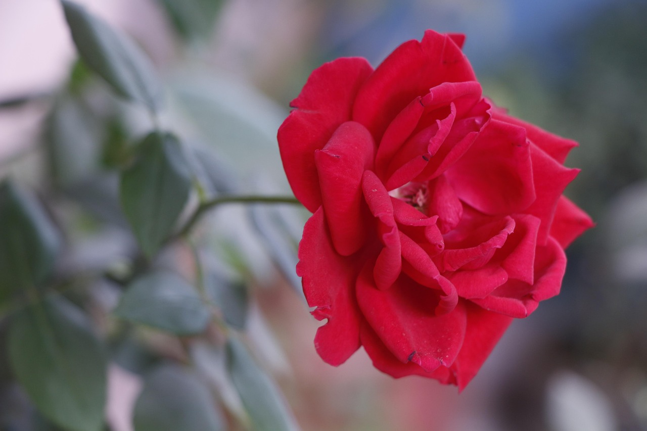 Rose Liebe Rosenblüte Eamin Ahmed - Kostenloses Foto auf Pixabay - Pixabay