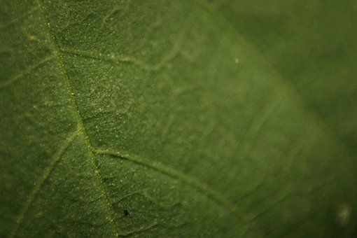 Folha, Natureza, Macro, Fechar-Se, Veias