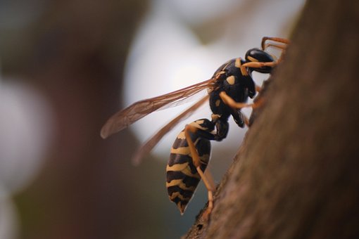 Vespa, Inseto, Natureza, Macro