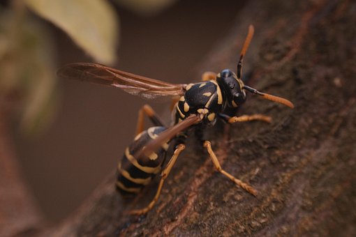 Vespa, Inseto, Natureza, Macro